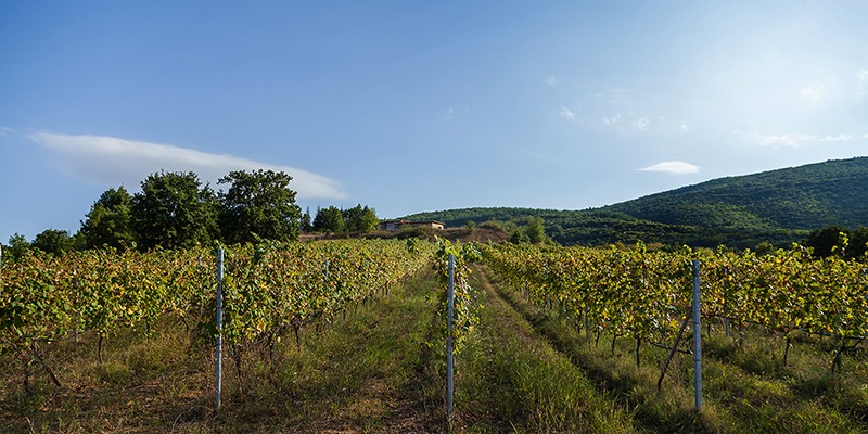 Adam Oinos — winery