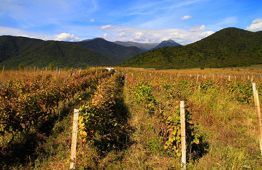 Georgian Legend — winery